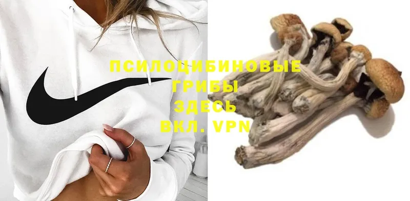 Галлюциногенные грибы Psilocybe  площадка официальный сайт  Кимры 